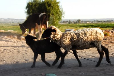 Cattle and Sheep Crossing
