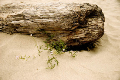 Flowers In The Sand