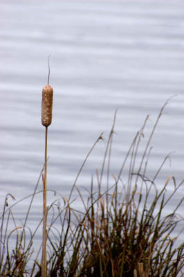Cattail In The Grass