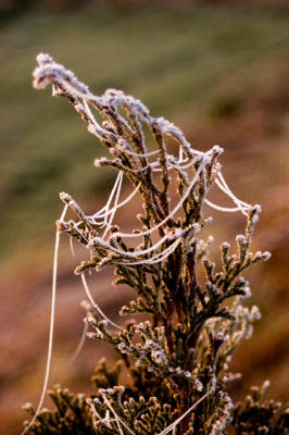 Frozen Spider Web