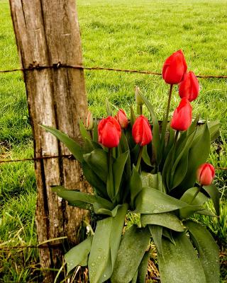 Red Tulips