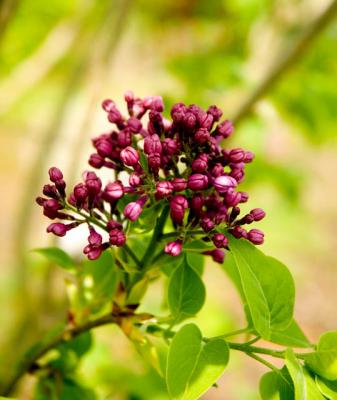 Lilac