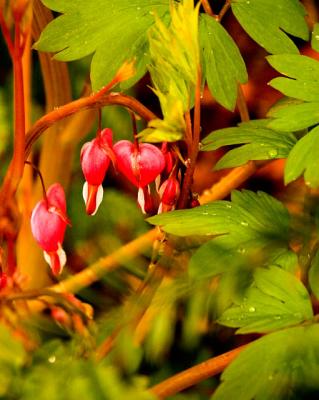 Bleeding Hearts