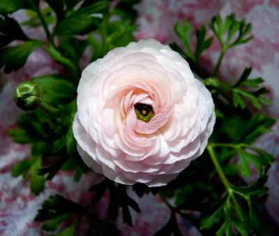 Ranunculus