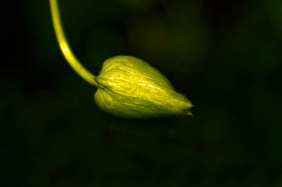 Morning Glory