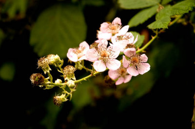 Blackberry Blossoms
