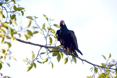 Turkey Vulture