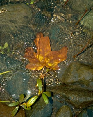 Rippling Leaf