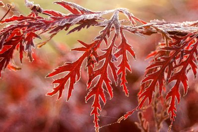 Frosty Morning