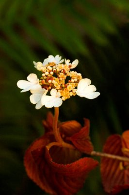 Dainty White Flower