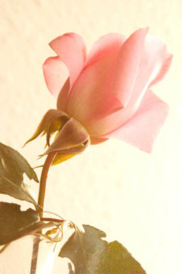 Love Is A Rose