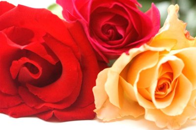 Roses
