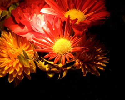 Fall Flowers
