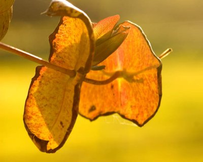 Lighted Honeysuckle Leaves