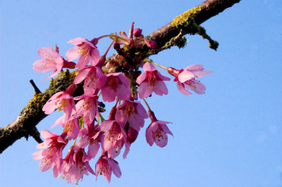 Cherry Blossoms