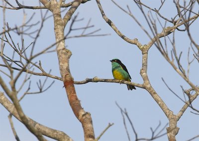 Black-faced-Dacnis / Yellow-tufted Dacnis