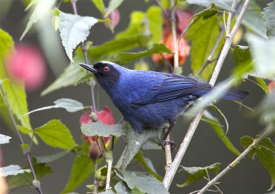 Masked-Flowerpiercer.jpg