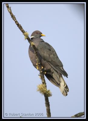 Band-tailed-Pigeon-2.jpg