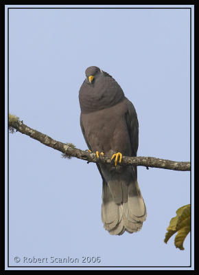 Band-tailed Pigeon / Paloma Nuquiblanca