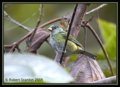 Black-capped Tanager