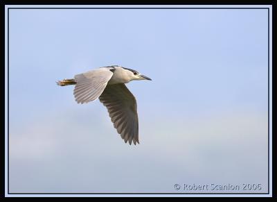 Black-crowned-Night-Heron.jpg