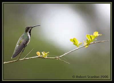 Black-throated Mango / Mango Gargantinegro