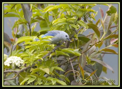 Blue-grey Tanager / Tangara Azuleja