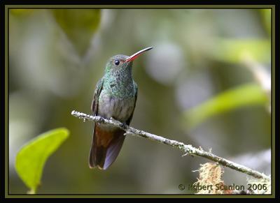 Rufous-tailed Hummingbird / Amazilia Colirrufa