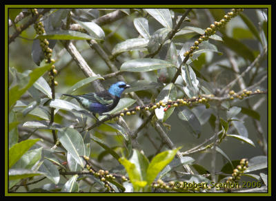 Blue-necked Tanager / Tangar Cuelliazul