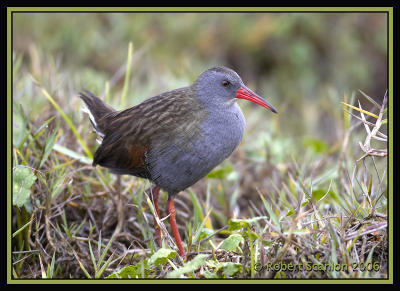 Bogota Rail / Rascn de Bogota