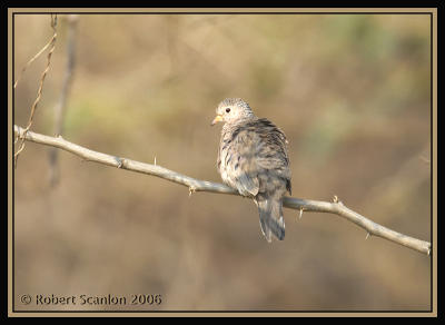 Common-Ground-Dove.jpg