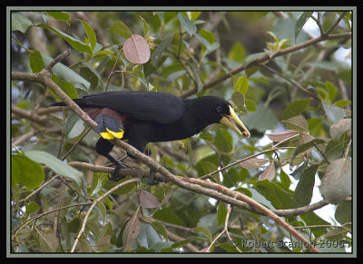 Crested Oropendola / Oropndola crestada