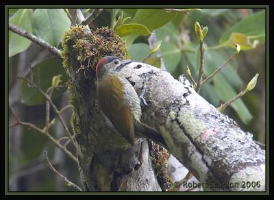 Golden-Olive Woodpecker / Carpintero Olividorado