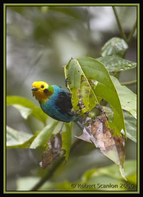 Multicoloured Tanager