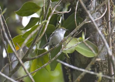 Chestnut-sided Warbler