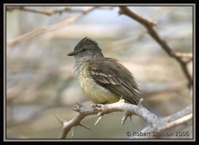 Northern Scrub Flycatcher / Mosquerito-Matorralero Norteo