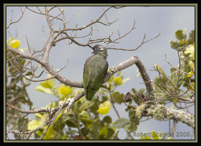 Red-billed Parrot / Loro Piquirrojo