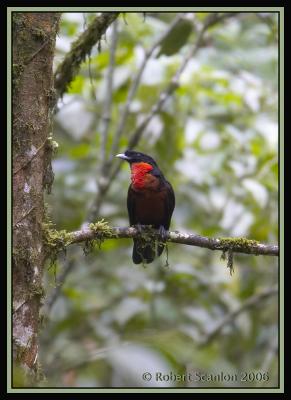 Red-ruffed Fruit Crow / Cuervo-Frutero Gargantirroja