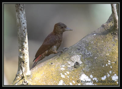 Red-rumped-Woodpecker.jpg
