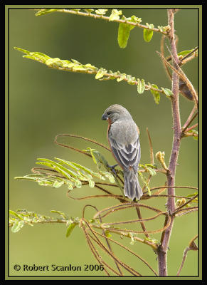 Ruddy-breasted-Seedeater.jpg