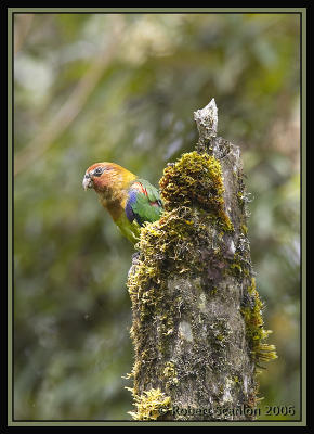 Rusty-faced Parrot / Cotorra Montaera