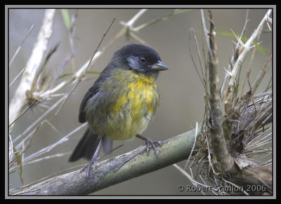 Santa-Marta-Brush-Finch-6.jpg