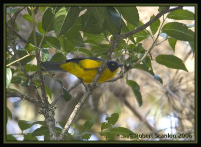 Santa Marta Mountain-Tanager