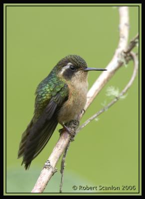 Speckled Hummingbird / Colibr Serrano Gargantiazul