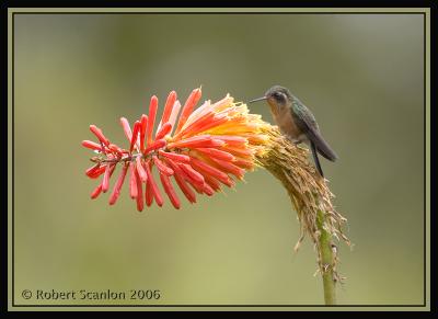 Speckled-Hummingbird.jpg