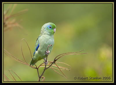 Spectacled-Parrotlet-3.jpg