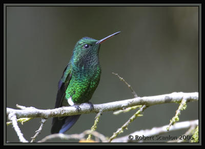 Steely-vented Hummingbird / Amazilia Verde-Azul