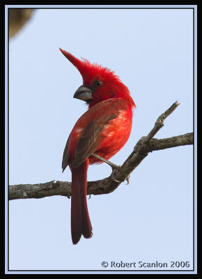 Vermillion-Cardinal-3.jpg