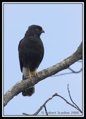 White-rumped Hawk / Aguilucho Lomiblanco