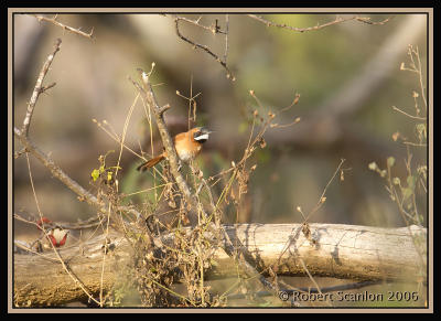 White-whiskered Spinetail / Colaespina Barbiblanco